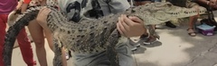 Crocodylus rhombifer