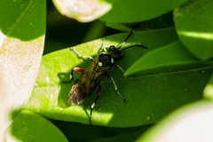 Macrophya punctumalbum