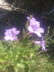 Ruellia nudiflora