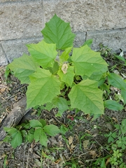 Chenopodiastrum simplex