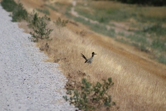 Geococcyx californianus