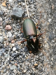Harpalus affinis