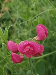 Lathyrus tuberosus