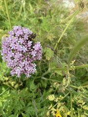 Valeriana officinalis sambucifolia