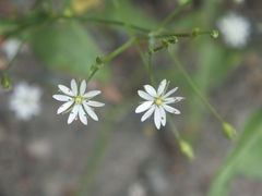 Stellaria graminea