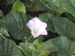 Convolvulus arvensis
