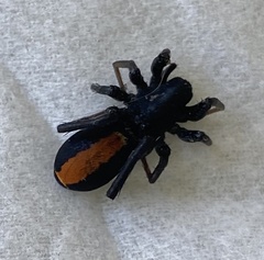 Castianeira descripta