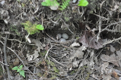 Junco hyemalis carolinensis