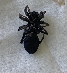 Castianeira descripta