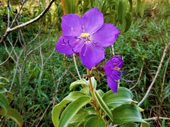 Dissotis princeps