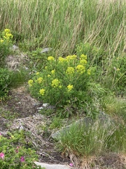 Euphorbia palustris