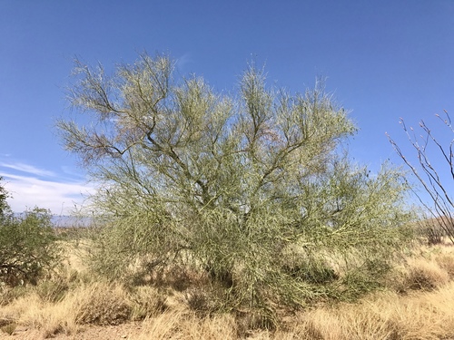 blue palo verde