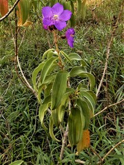 Dissotis princeps