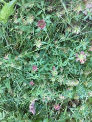 Trifolium bifidum decipiens