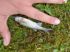 Richardsonius balteatus