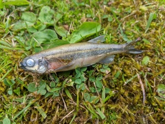 Richardsonius balteatus