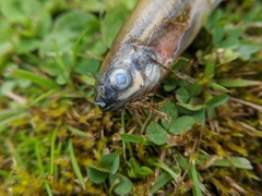 Richardsonius balteatus