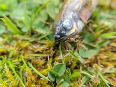 Richardsonius balteatus