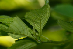 Crataegus succulenta