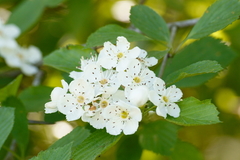 Crataegus succulenta