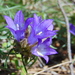 Edraianthus tenuifolius - Photo no rights reserved, uploaded by viridian