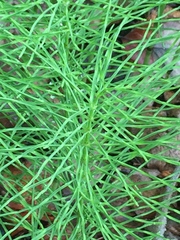 Equisetum arvense image