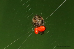 Araneidae