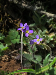 Arabis verna
