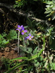 Arabis verna