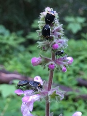 Cosmopepla conspicillaris