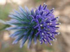 Echinops adenocaulos