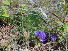 Edraianthus tenuifolius