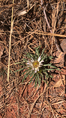Townsendia grandiflora