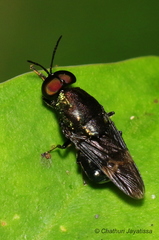 Ptilocera continua