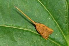 Lecithocerinae
