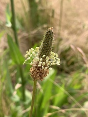 Plantago lanceolata