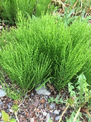 Equisetum arvense image