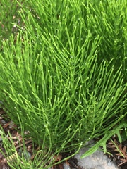 Equisetum arvense image