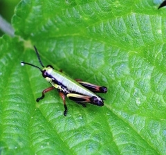 Micropodisma salamandra