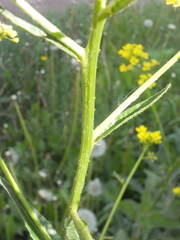 Bunias orientalis