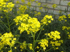 Bunias orientalis