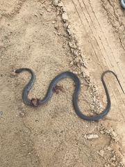 Coluber constrictor etheridgei