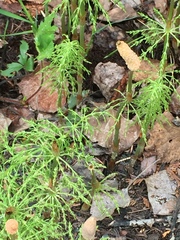 Equisetum sylvaticum image