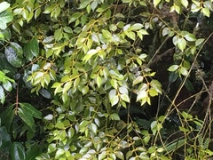 Phoradendron chrysocladon