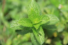 Mentha