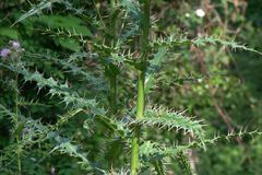 Cirsium verutum