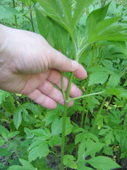Ambrosia trifida