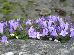 Campanula poscharskyana