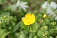 Ranunculus lanuginosus