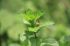 Mentha